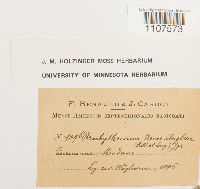 Bryhnia novae-angliae image