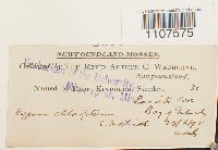 Bryhnia novae-angliae image