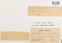 Bryhnia novae-angliae image