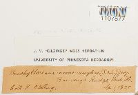 Bryhnia novae-angliae image