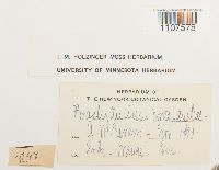 Bryhnia novae-angliae image