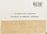 Bryhnia novae-angliae image