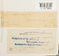 Bryhnia novae-angliae image