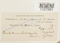 Bryhnia novae-angliae image