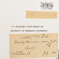 Bryhnia novae-angliae image