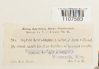 Bryhnia novae-angliae image