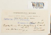 Bryhnia novae-angliae image