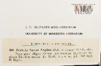 Bryhnia novae-angliae image