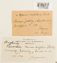 Bryhnia novae-angliae image