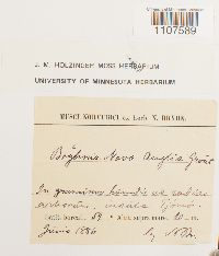 Bryhnia novae-angliae image