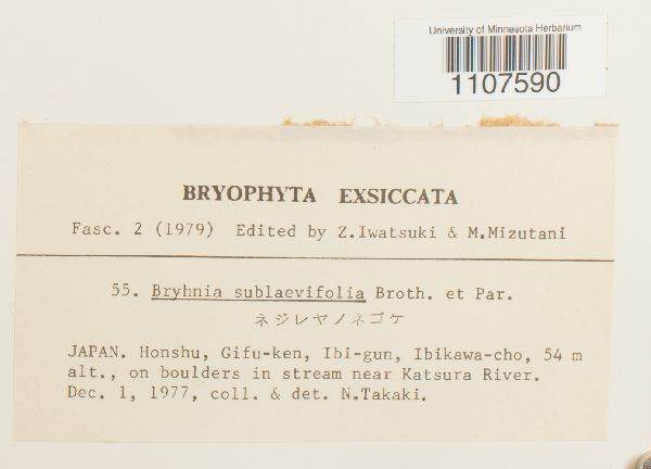 Bryhnia sublaevifolia image