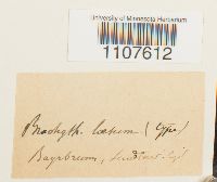 Brachythecium laetum image