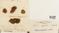 Thumbnail image of current specimen