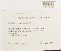 Brachythecium turgidum image