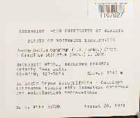 Brachythecium turgidum image