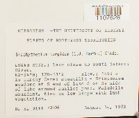 Brachythecium turgidum image