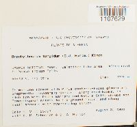 Brachythecium turgidum image