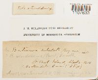 Bartramia ithyphylla image