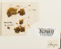 Bartramia ithyphylla image