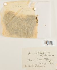 Brachythecium albicans image