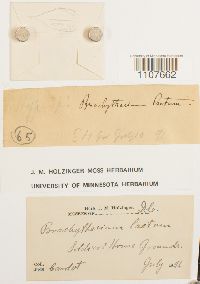 Brachythecium laetum image