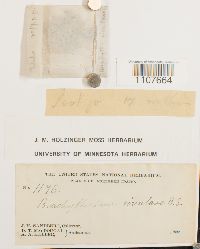 Brachythecium rivulare image