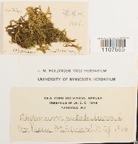 Brachythecium rutabulum image