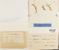 Brachythecium rutabulum image