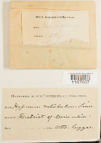 Brachythecium rutabulum image