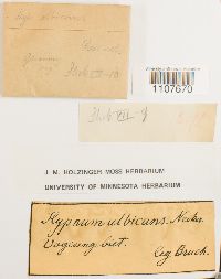 Brachythecium albicans image