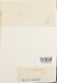 Brachythecium glareosum image