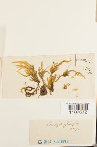 Brachythecium glareosum image