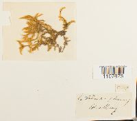 Brachythecium glareosum image