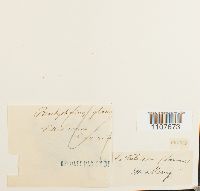 Brachythecium glareosum image