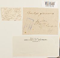 Brachythecium glareosum image