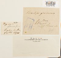 Brachythecium glareosum image