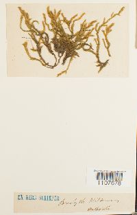 Brachythecium mildeanum image