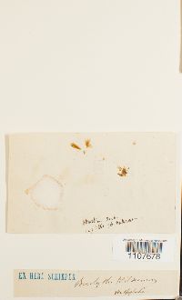 Brachythecium mildeanum image