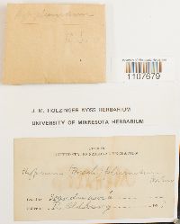 Brachythecium plumosum image