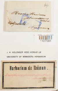 Brachythecium plumosum image