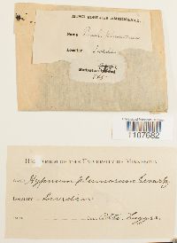 Brachythecium plumosum image