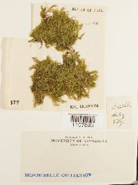 Brachythecium rutabulum image