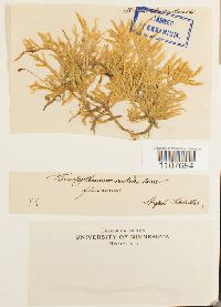 Brachythecium rutabulum image