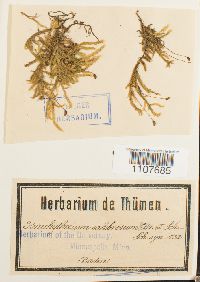 Brachythecium salebrosum image