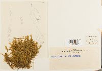 Brachythecium erythrorrhizon image