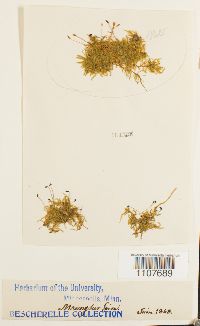 Brachythecium velutinum image