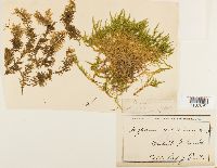Brachythecium velutinum image