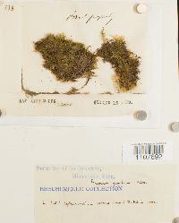 Brachythecium populeum image