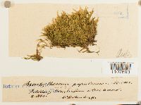 Brachythecium populeum image