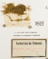 Brachythecium reflexum image